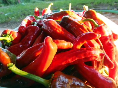 Hernandez Hot chile pepper